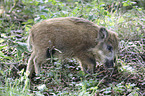 young wild boar