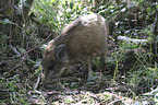 young wild boar