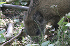 young wild boar