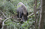 wild boar