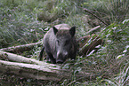 wild boars