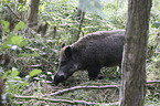 wild boar