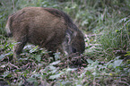 young wild boar