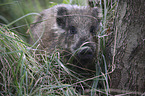 young wild boar