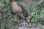 young wild boar