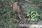 young wild boar