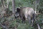 wild boar