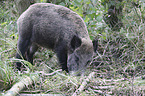 wild boar