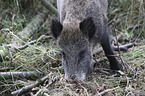 wild boar