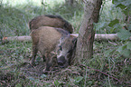 wild boars