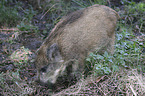 young wild boar