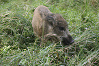 young wild boar