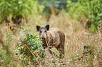 wildboar