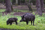 wildboars