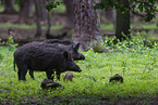 wildboars