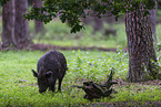 wildboar