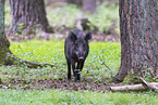 wildboar