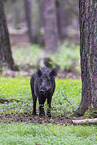 wildboar