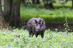 wildboars