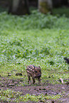 young wildboar