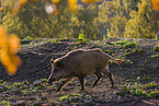 wildboar