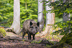 wildboar