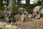 wildboars