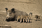 wild boars