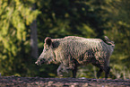 running wild boar