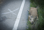 dead wild hog