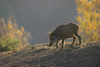 wild hog