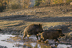wild hogs