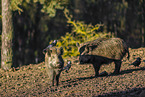 wildboars