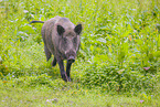 wildboar