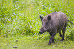 wildboar