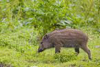 wildboar