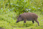 wildboar