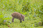 wildboar