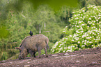 wildboar