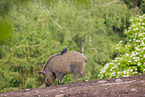 wildboar