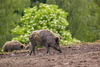 wildboars