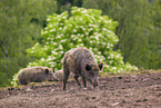 wildboars