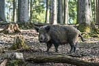 Wild Boar