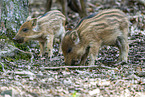 wildboars