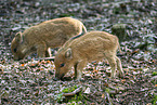 wildboars