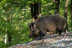 wild boar