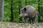 wild boar