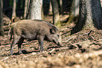 wild boar