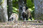 wild boars