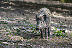 wild boar